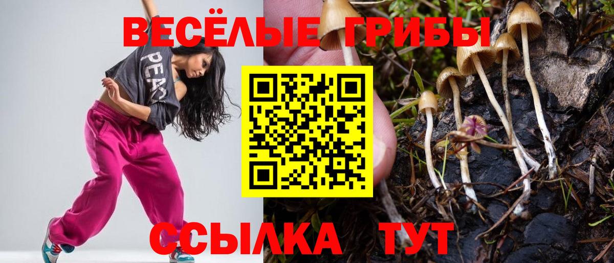 Псилоцибиновые грибы ЛСД  закладка  Псилоцибиновые грибы Cubensis  Владимир  Вход с VPN 